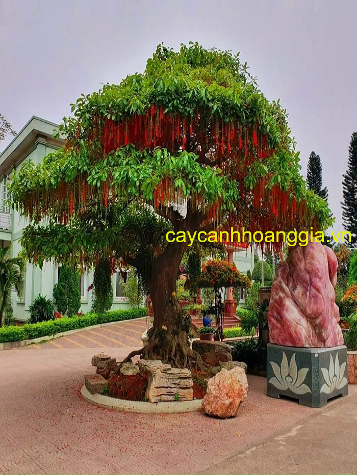 Cây Lộc Vừng Cổ Thụ: Tuổi Thọ, Giá Trị Và Ý Nghĩa