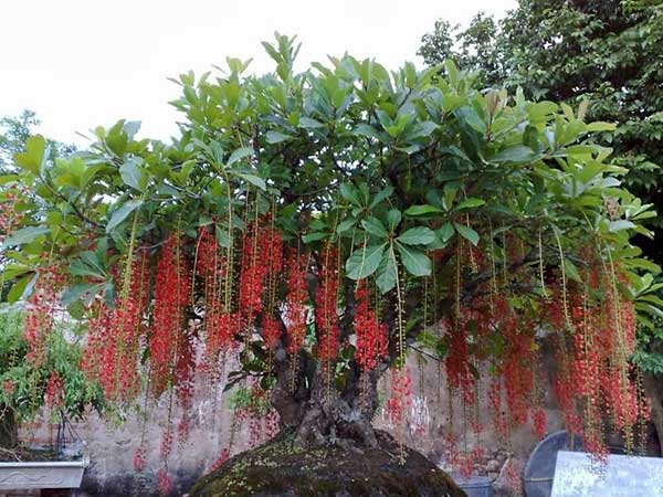 Cây Lộc Vừng Đẹp Nhất Việt Nam