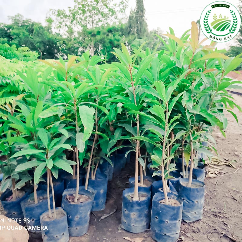 Cây Lộc Vừng Giống: Nguồn Cung Cấp Uy Tín, Chất Lượng Cao