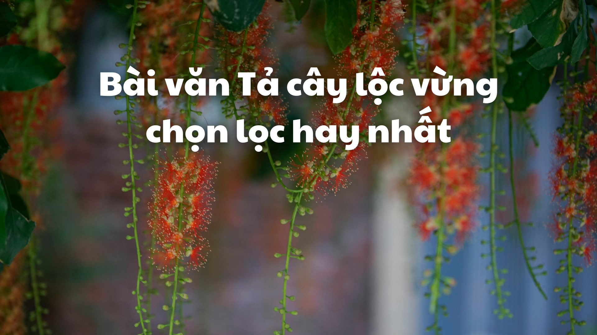 Bài Văn Tả Cây Lộc Vừng Lớp 4 Gallery 1