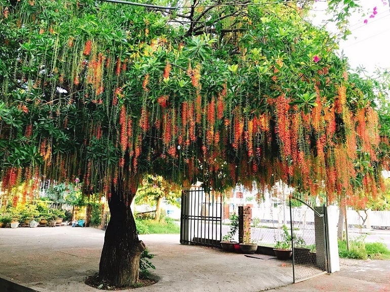 Cây Lộc Vừng Rễ Gì?