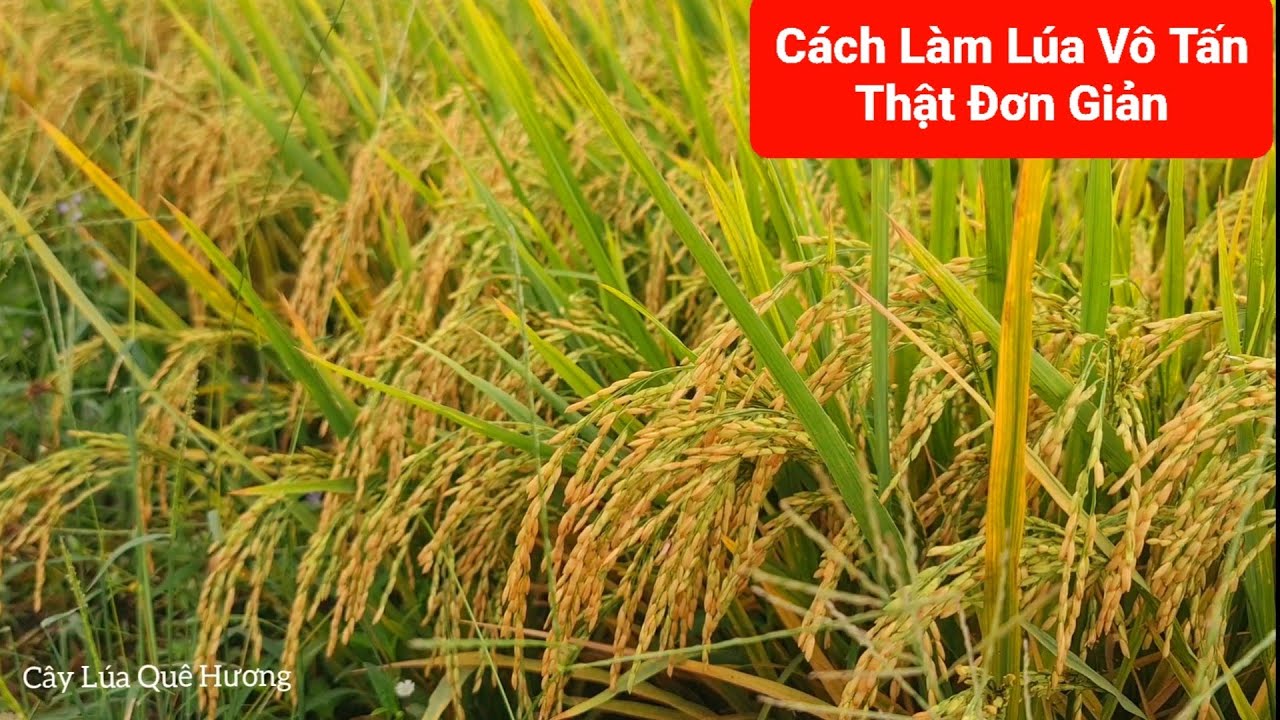 Cây Lúa Quê Hương
