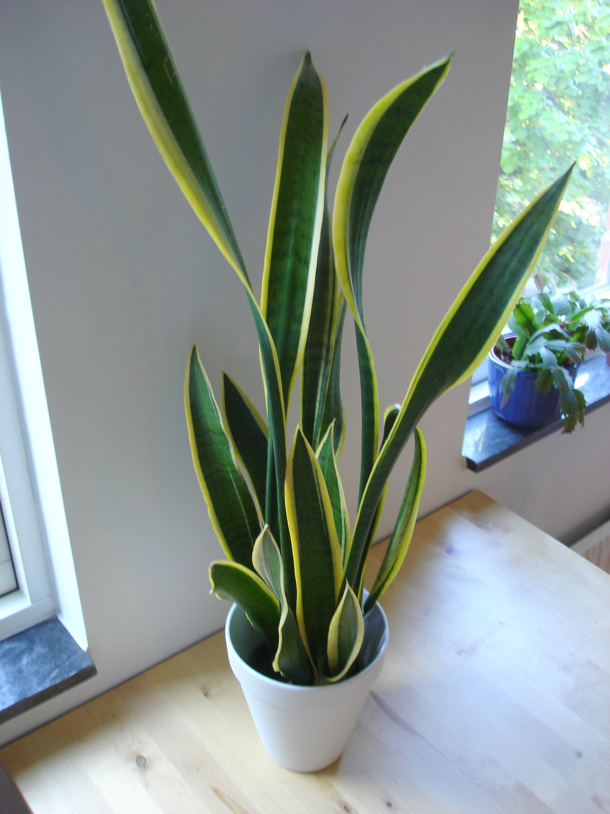 Snake Plant: The Ultimate Guide to Care and Benefits