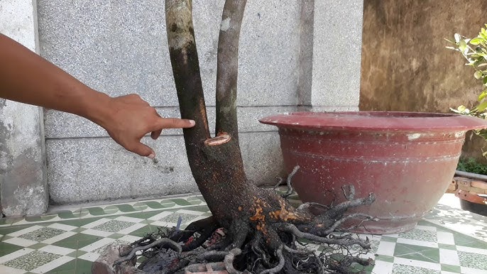 Cây Mai 3 Thân: Ý Nghĩa, Cách Chọn Và Chăm Sóc