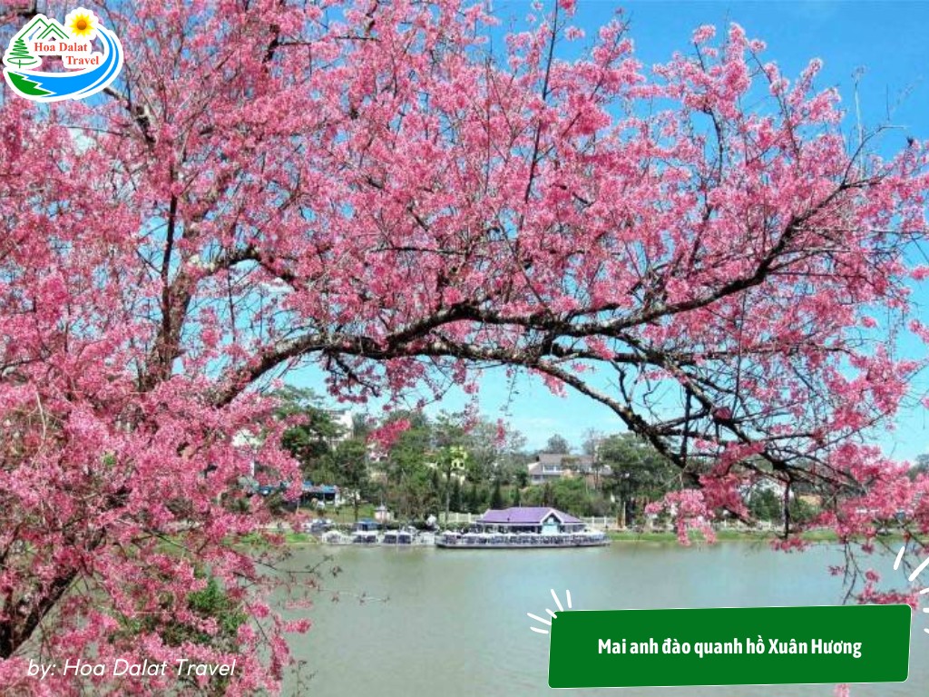 Mai Anh Đào Đà Lạt: Vẻ Đẹp Ngây Ngất Của Xứ Hoa
