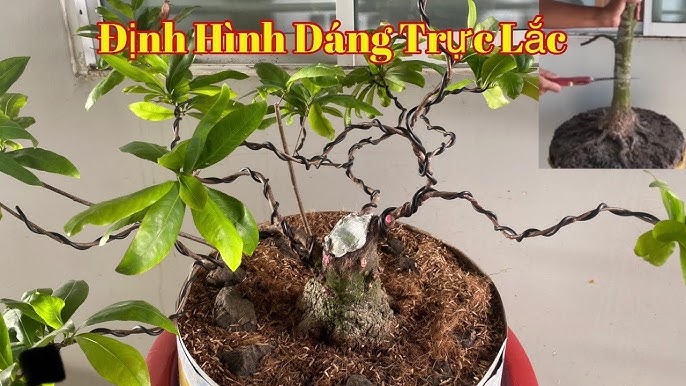Cây Mai Dáng Trực Lắc - Uy Nghiêm Mà Uyển Chuyển