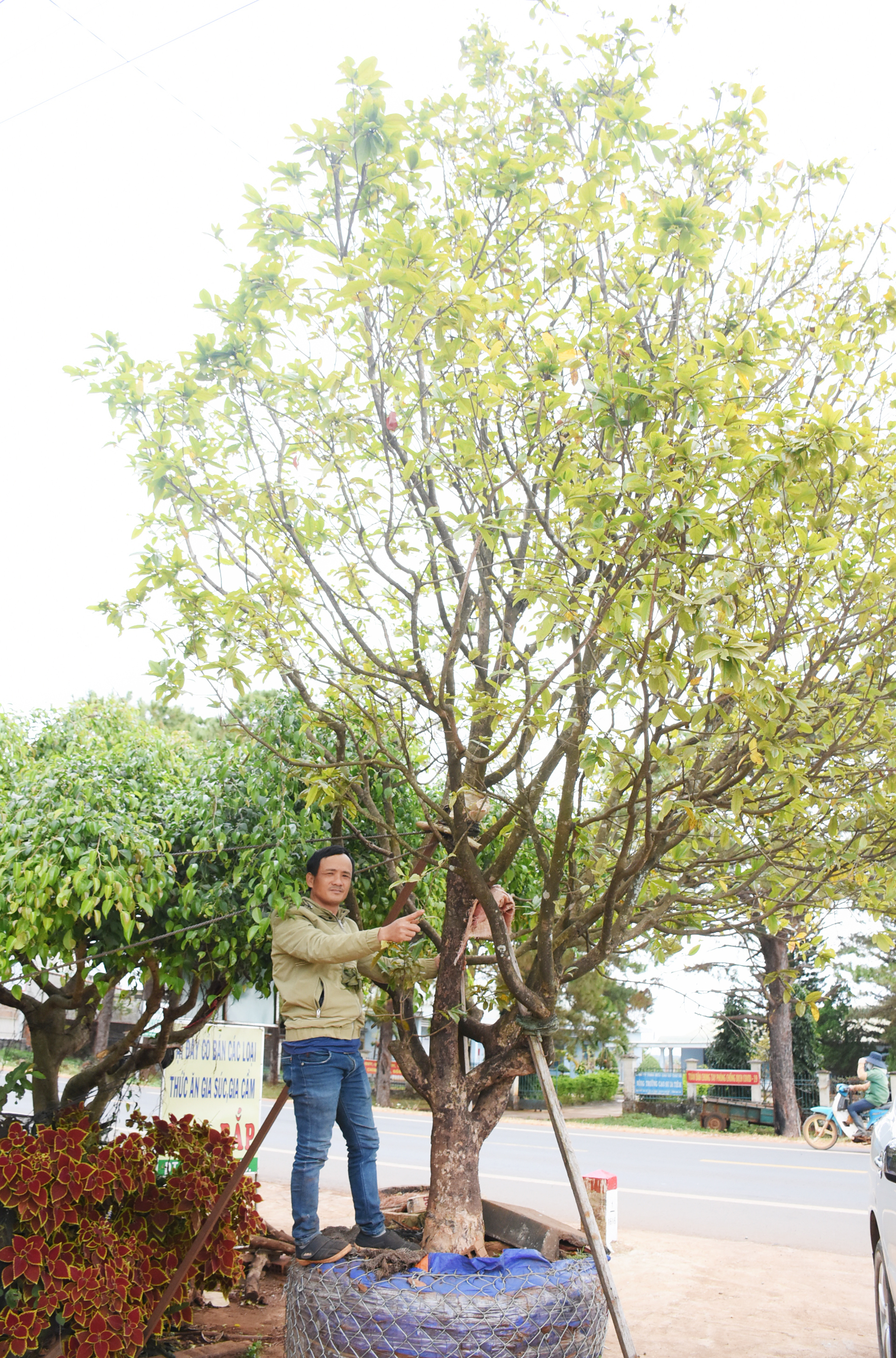 Cây Mai Rừng Miền Bắc