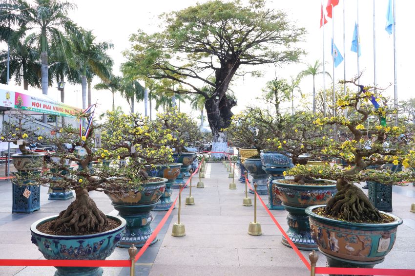 Cây Mai Thế Đẹp
