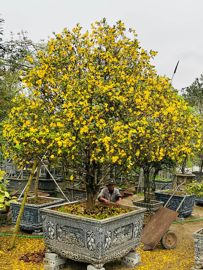 Cây Mai Tứ Quý Đẹp
