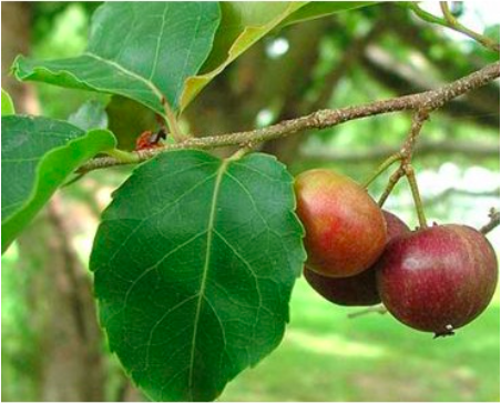 Cây Mận Quân Có Ý Nghĩa Gì?