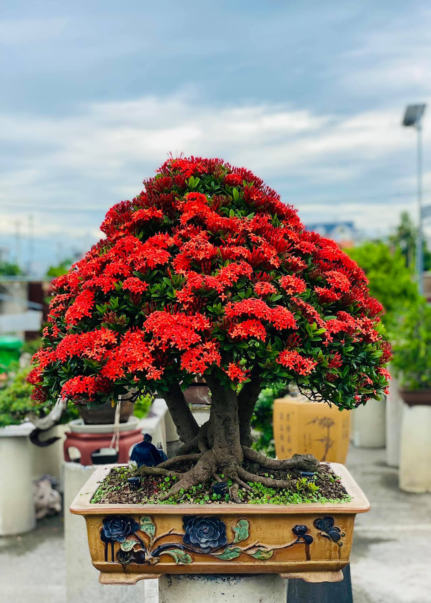 Cây Mẫu Đơn Đẹp