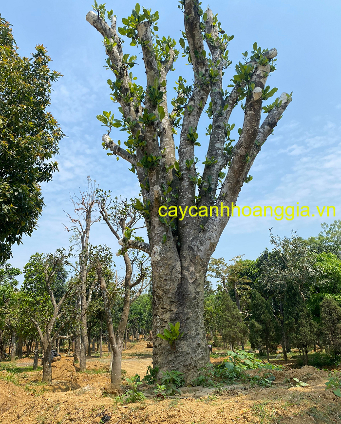 Cây Mít Cổ Thụ -  Huyền Thoại Xanh Mướt Qua Thời Gian