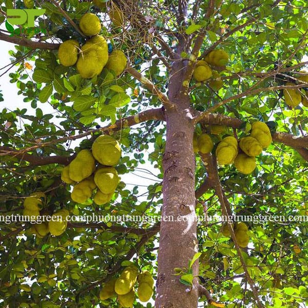 Cây mít rễ gì?