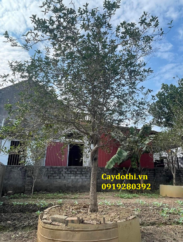 Cây Mộc Hương Ta