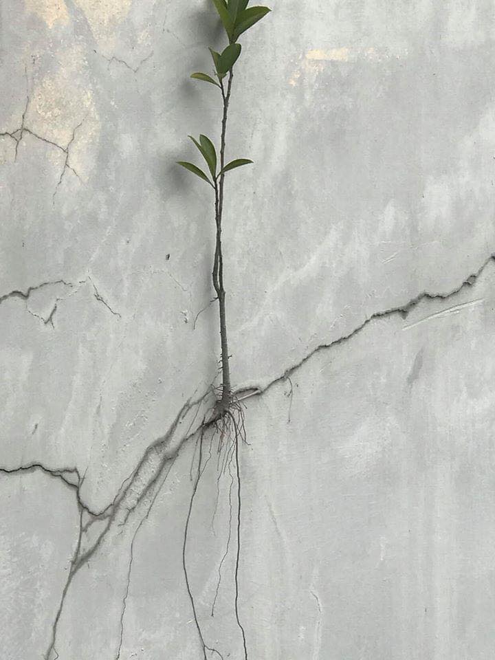 Cây mọc trên tường nhà tốt hay xấu?