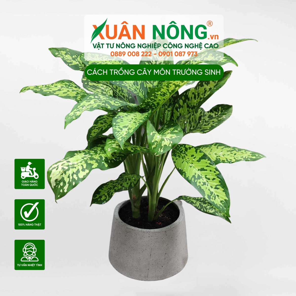 Cây Môn Trường Sinh Đốm