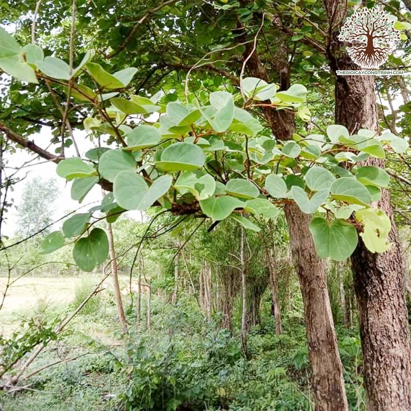 Cây Móng Bò Rừng: Công Dụng, Tác Dụng Và Cách Sử Dụng