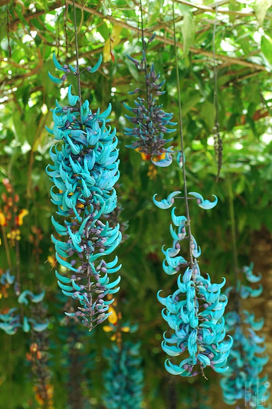 Cây Móng Cọp Xanh