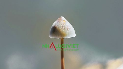 Cây Nấm Mọc Trong Nhà: Nguyên Nhân, Cách Xử Lý và Phòng Ngừa