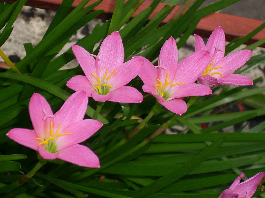 Cây Ngải Mến Khách: Công dụng, ý nghĩa và cách trồng