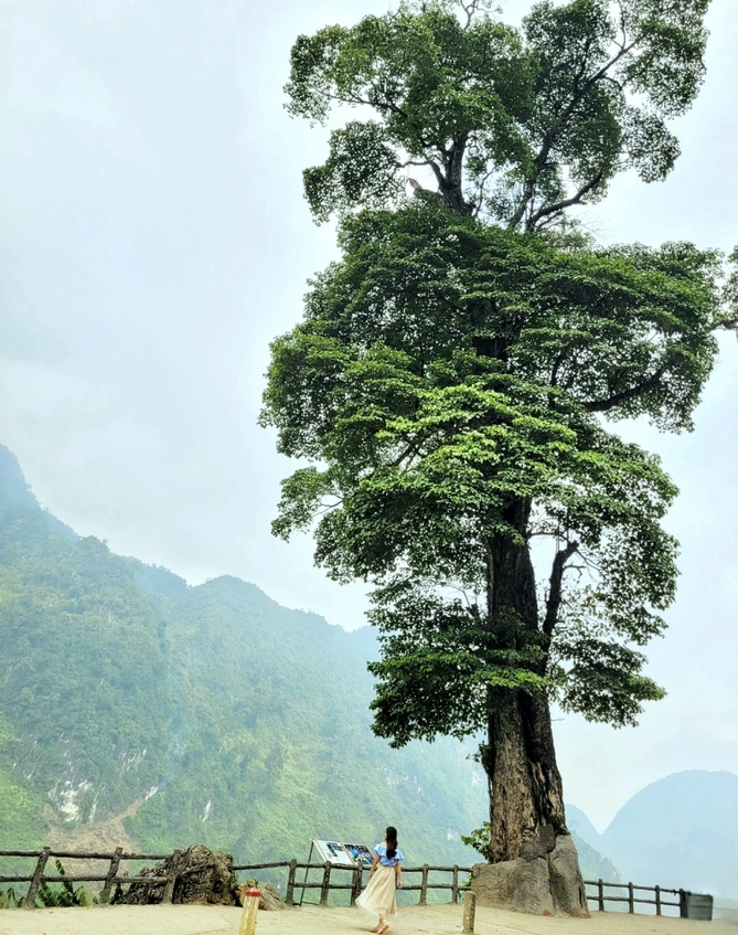 Cây Nghiến Cô Đơn Hà Giang