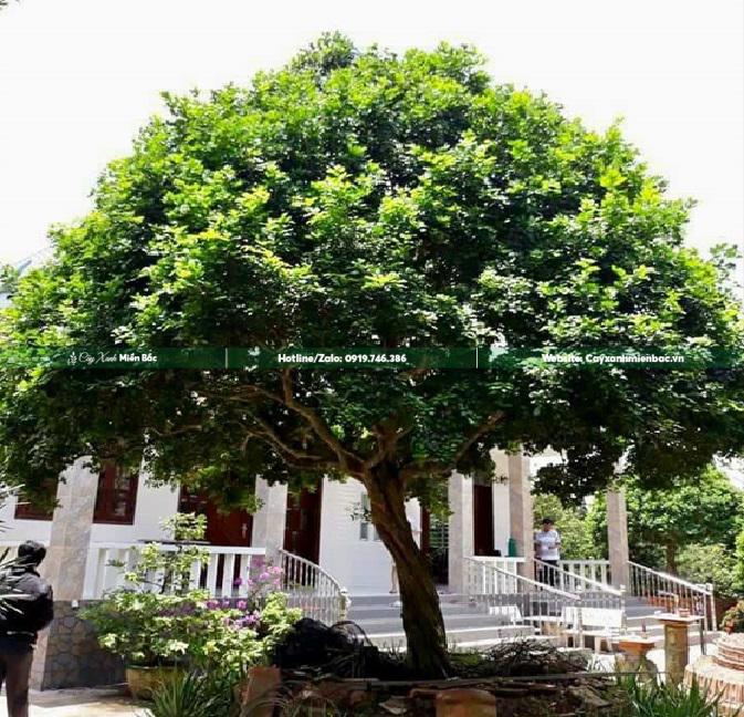 Cây Nguyệt Quế Cổ Thụ