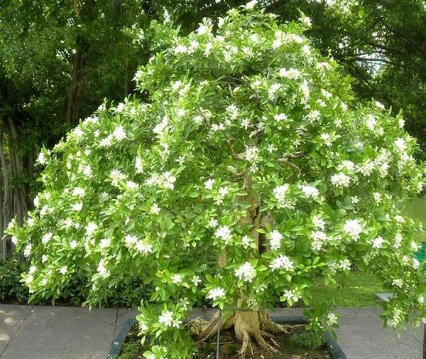 Cây Nguyệt Quế Rừng
