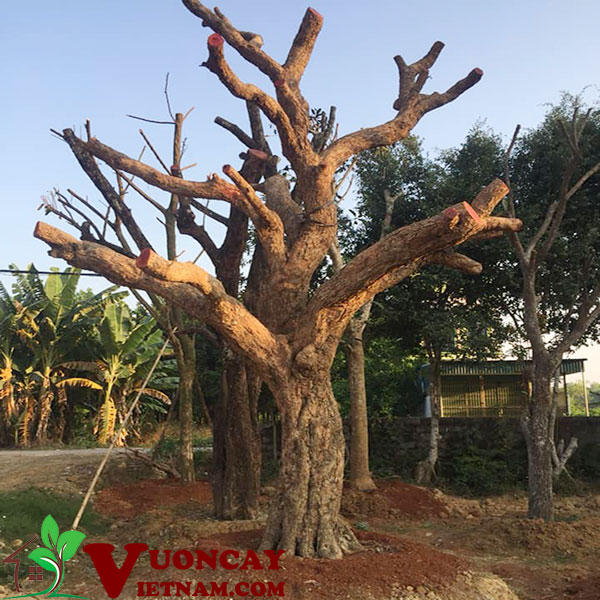 Cây Nhãn Cổ Thụ: Tuổi Thọ, Giá Trị Và Những Điều Thú Vị