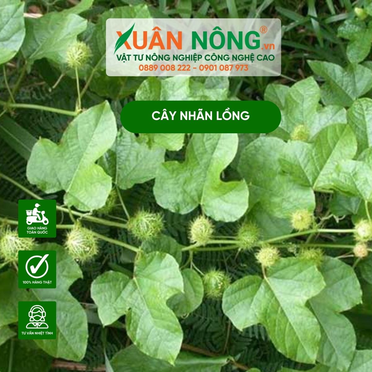 Cây Nhãn Lòng Có Tác Dụng Gì?