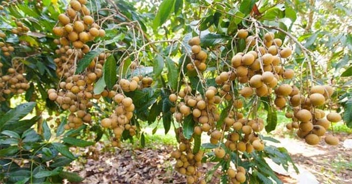 Tả cây nhãn lớp 4 ngắn gọn Gallery 1