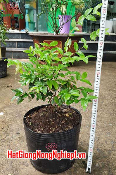 Cây Nho Thân Gỗ Tứ Quý Trồng Chậu