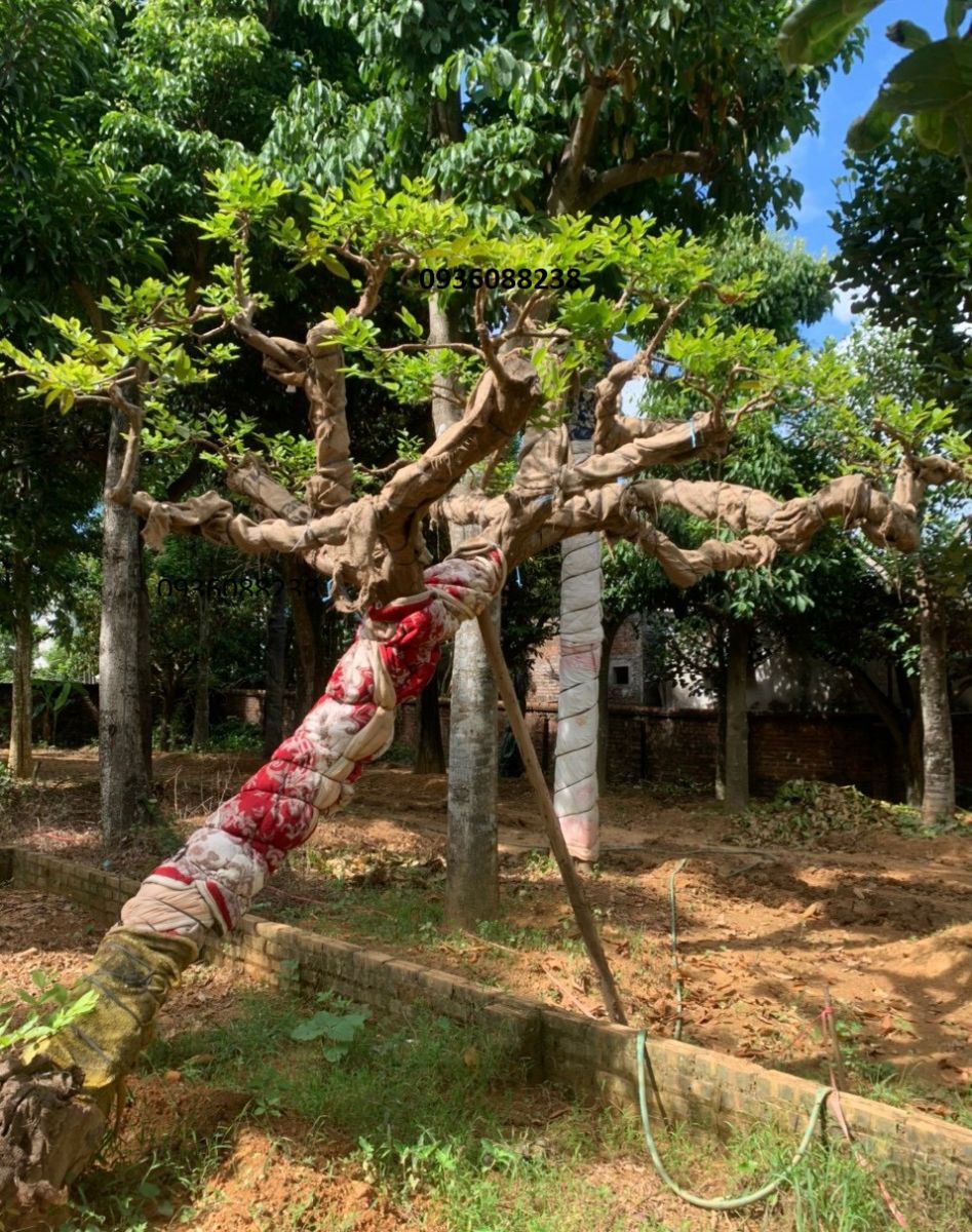 Cây Ổi Dáng Huyền: Giống Ổi Độc Đáo, Thu Hút Mọi Ánh Nhìn