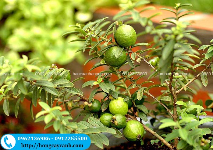 Cây Ổi Tàu Lá Nhỏ