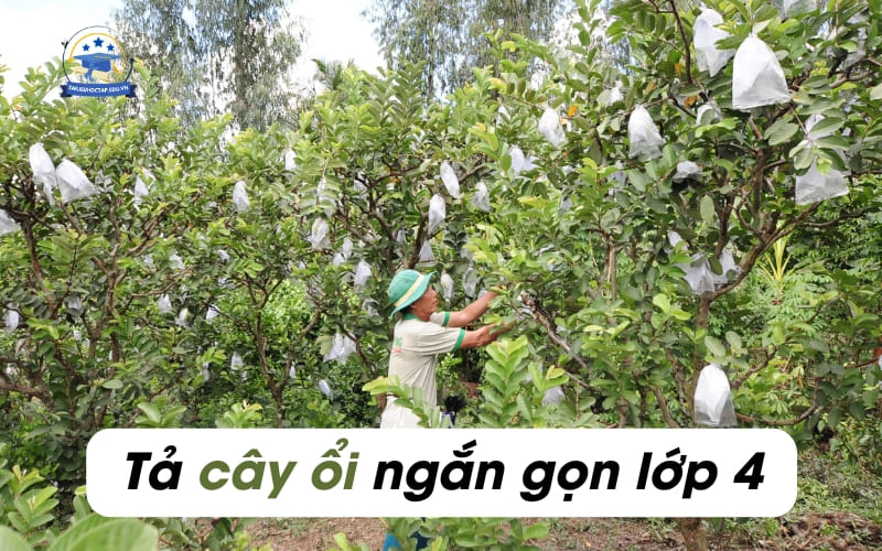 Tả cây ổi lớp 4 ngắn Gallery 1