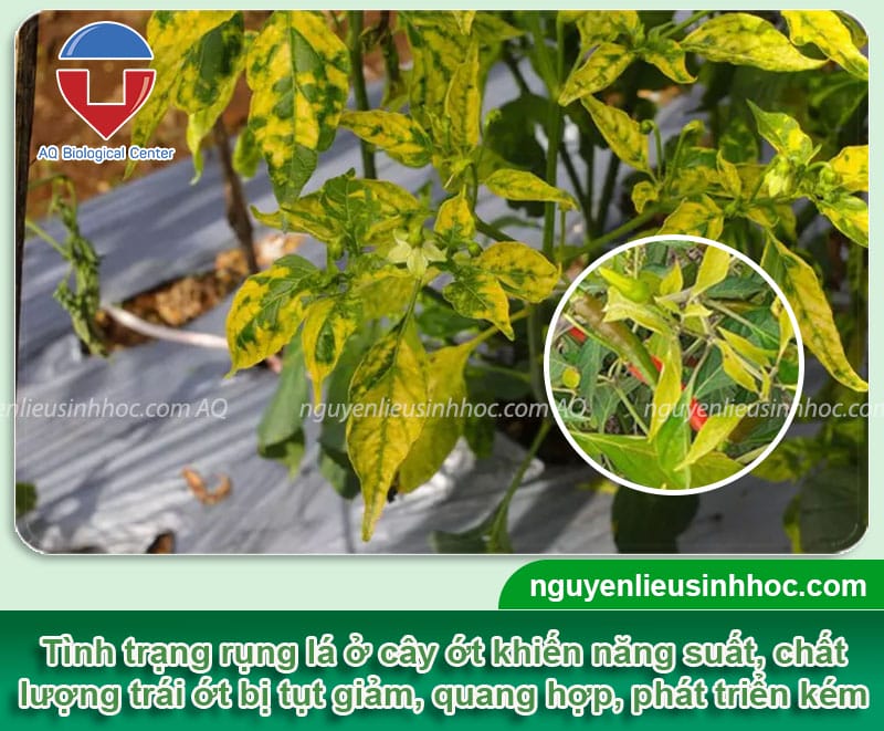 Cây Ớt Bị Rụng Lá: Nguyên Nhân và Cách Khắc Phục