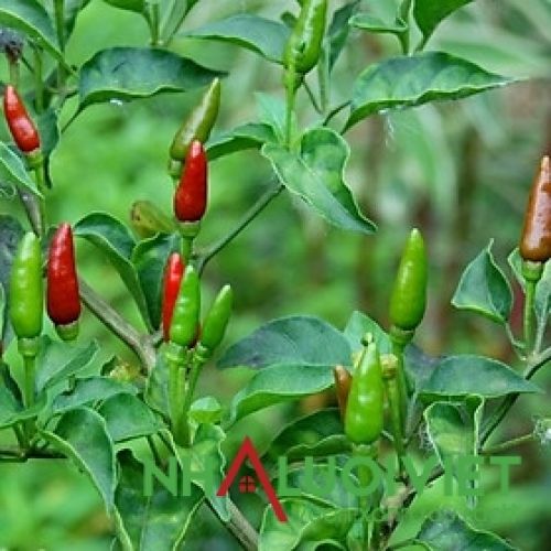 Cây Ớt Ưa Bóng Hay Ưa Sáng?