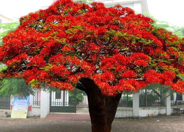 Cây Phượng Cao Bao Nhiêu Mét?