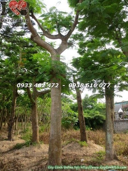 Cây Phượng Cao Bao Nhiêu Mét? Gallery 2