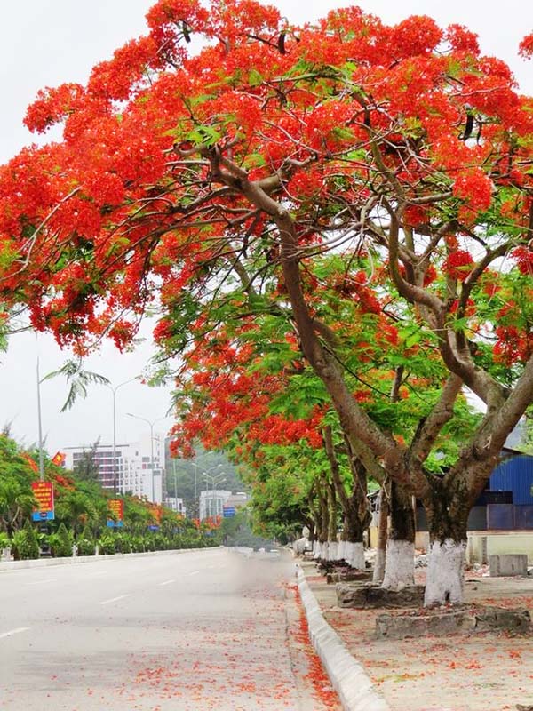 Cây Phượng Có Phải Là Cây Bóng Mát Không?