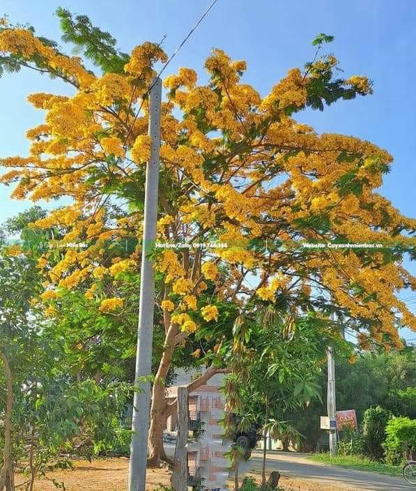 Cây Phượng Hoàng Vàng