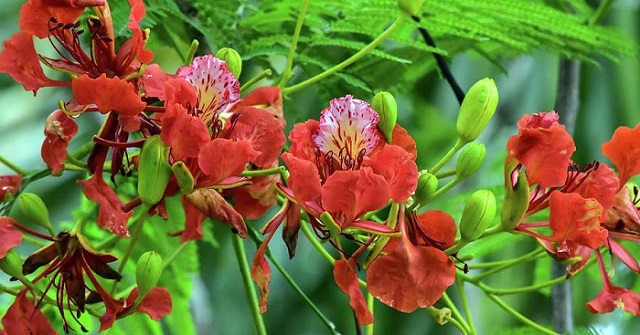 Cây Phượng Nở Vào Mùa Nào?