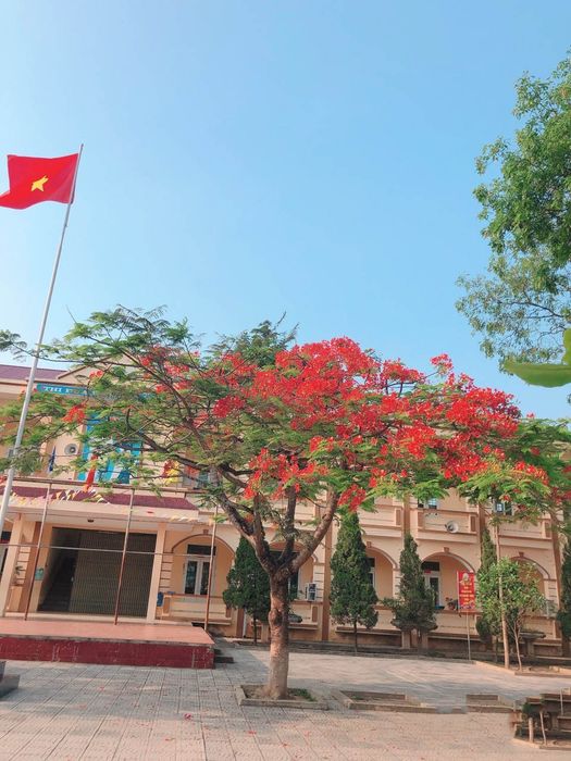 Cây Phượng Ở Sân Trường - Ký Ức Tuổi Học Trò