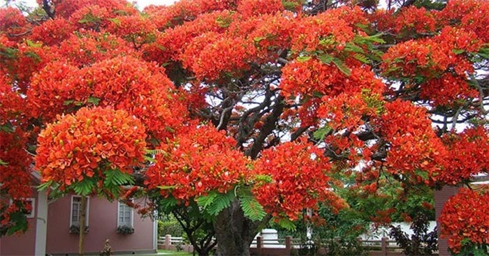 Tả cây phượng lớp 4 Gallery 2