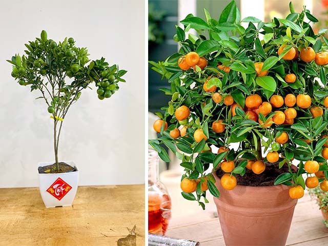 Cây Quất và Cây Tắc: Khác biệt và điểm giống nhau