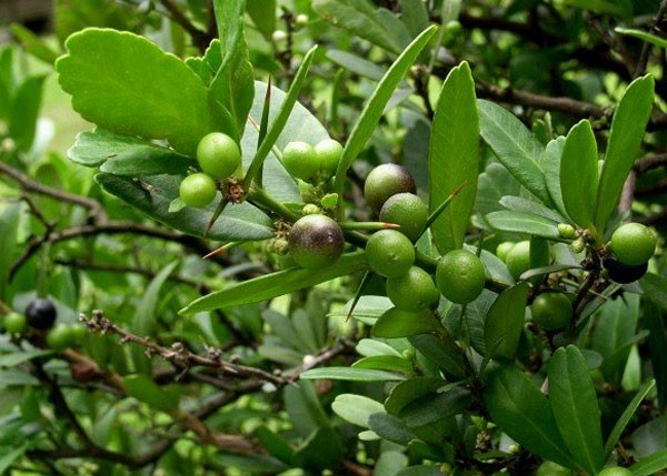 Cây Quýt Gai Rừng