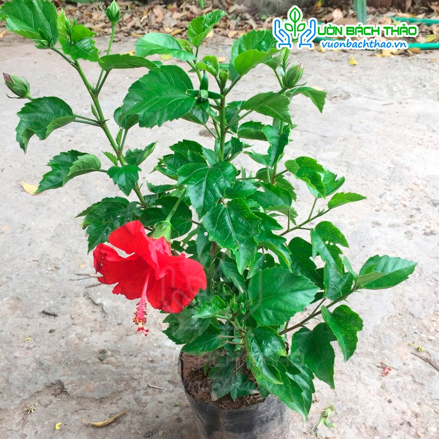 Cây Râm Bụt Ta