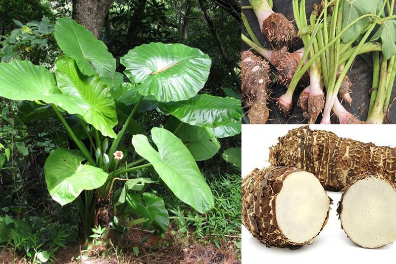 Cây Ráy Có Độc Không?