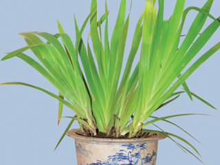 Cây Rẻ Quạt Chữa Ho Cho Bé