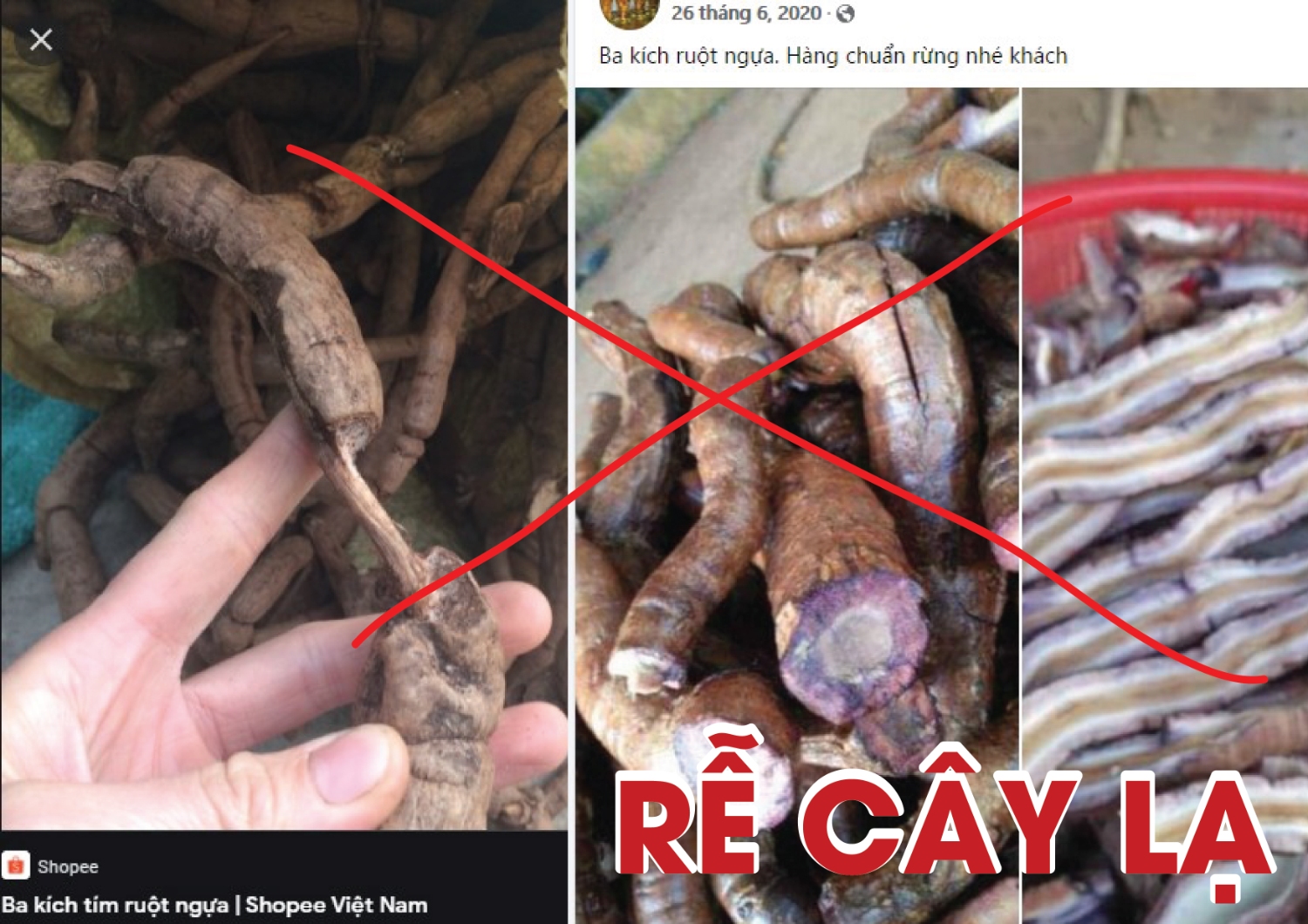 Cây Ruột Ngựa Có Tác Dụng Gì?