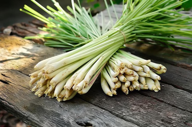 Cây Sả (hay Cây Xả): Hướng dẫn chi tiết từ A đến Z